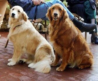 Golden Retrievers Wallpaper Desktop Background For HD