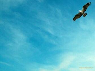 Eagle Background Pictures