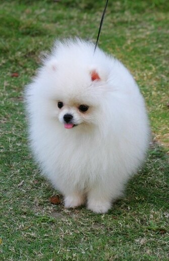 White Pomeranian Dog Photo And Wallpaper Beautiful