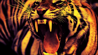 Angry Tiger By Adyd