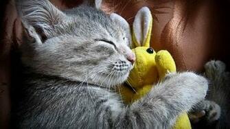All In One Wallpaper Super Cute Cats