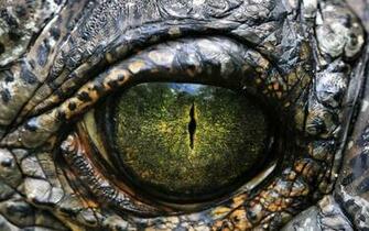 Android Wallpaper Walking With Dinosaurs