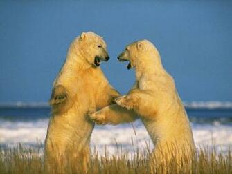 Sparring Polar Bears Wallpaper Stock Photos