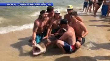 Fishermen Hook Foot Shark Off Long Beach Island 6abc Philadelphia