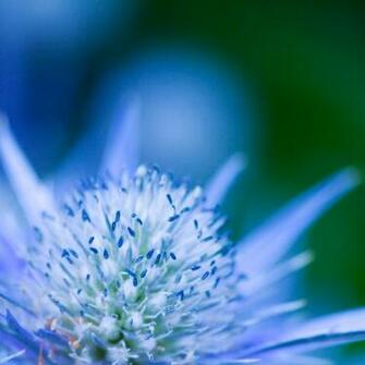 The Official Blackberry Z10 Stock Wallpaper