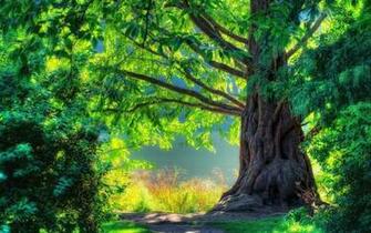 Tree Desktop HD Wallpaper Amazing Wallpaperz