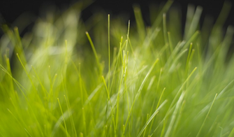 Windows Longhorn Wallpaper