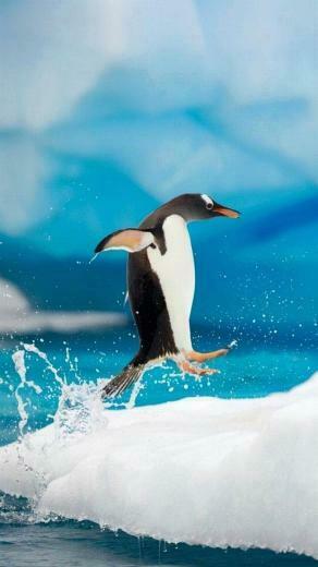 Penguin iPhone Plus Wallpaper iPhonewallpaper Penguins