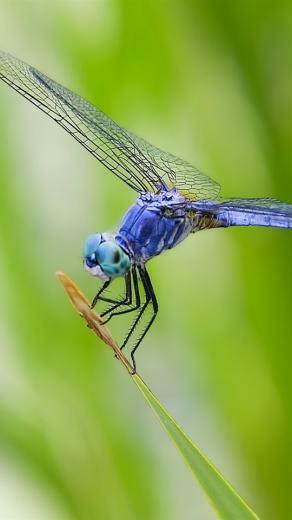 Dragonfly Screensaver