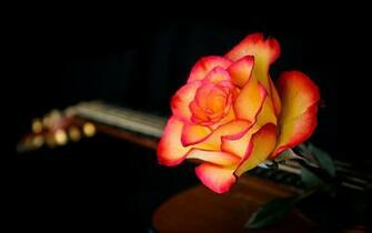 Wallpaper Red Orange Rose HD Picture Image