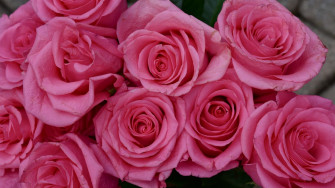 Wallpaper Roses Flowers Petals Buds Pink Tablet