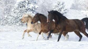 Brown Horse Wallpaper Desktop