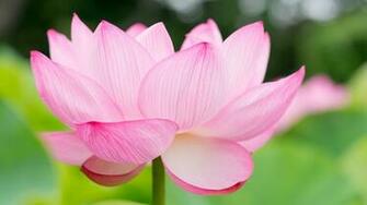 Lotus Flower Computer Wallpaper Desktop Background Id