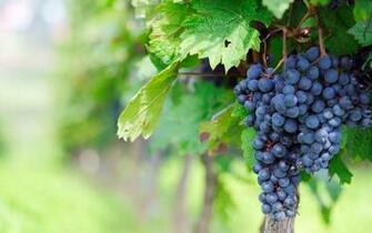 Grape Vine Wallpaper