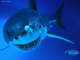 HD Animal Wallpaper Shark Top