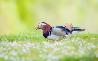 Birds Background Wallpaper