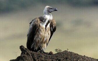 Vulture Computer Wallpaper Desktop Background Id