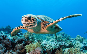 Morning Snorkel Tour In Kailua Kona Sea Paradise