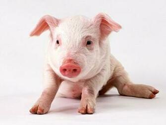 Pig Screensaver Screensavers