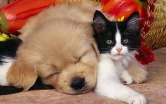 Cute Dog Cat HD Wallpaper StylishHDwallpaper