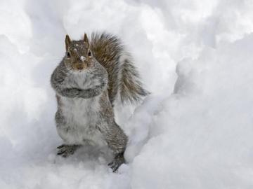 Winter Wildlife Wallpaper On