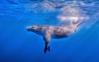 Blue Whale Wallpaper