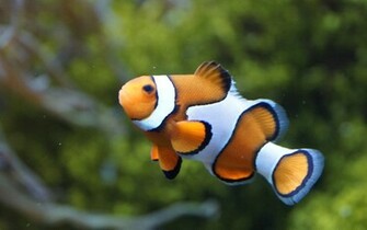 Clown Fish Wallpaper