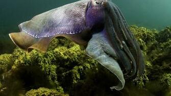 On The Coral Reef Photo Image Picture HD Wallpaper Widescreen Desktop