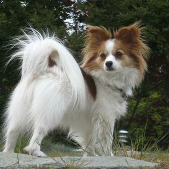 Papillon Wallpaper