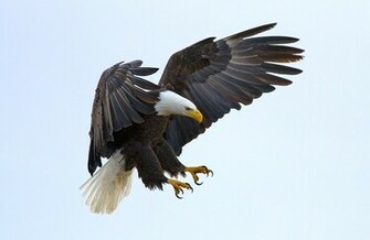 American Bald Eagle Habitat Globerove