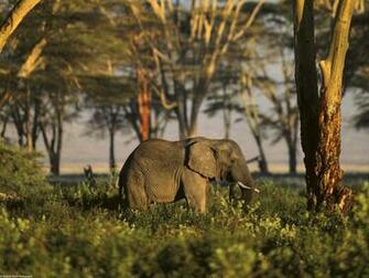 African Animals Desktop Wallpaper Animal Nature