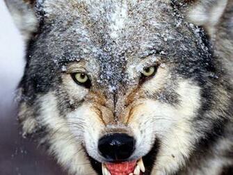 Gray Wolf Wallpaper Fsx52 HDq Cover For