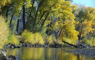 Trees Autumn Fall Wallpaper