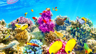 Ocean Desktop Wallpaper