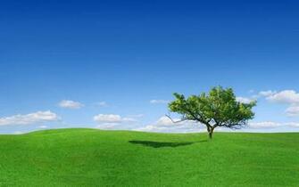 Nature Wallpaper Lovely Green Grass