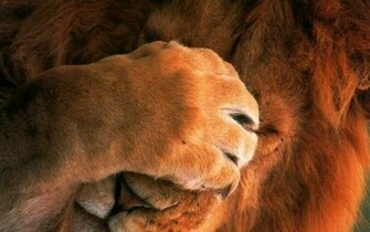 Funny Lion Face Wallpaper