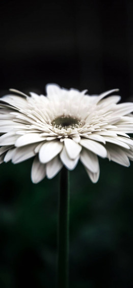 White Flower iPhone Wallpaper