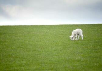 Cute Spring Lamb Little Grazing In A Lush Pasture