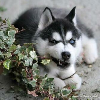 Siberian Husky Puppy Jpg
