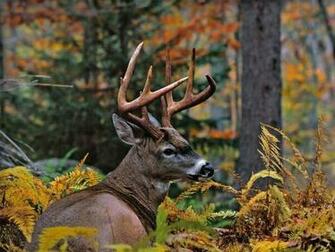 3d Deer Screensavers Car Pictures