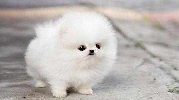 Pomeranian Puppy Wallpaper Group