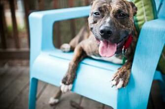 Pitbull Smile High Quality Wallpaper Desktop