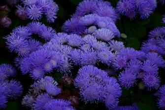 Blue Anemone Flower