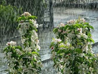 Moments Frozen In Time Dutch Sunshower