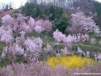 Wallpaper Spring Scenes Scene