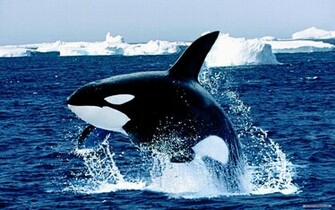 Wallpaper Animal Marine Life