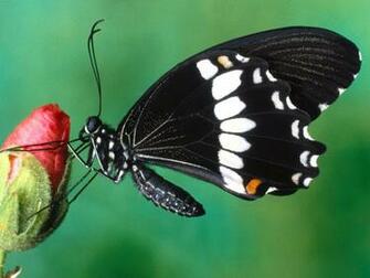 Butterfly Wallpaper Desktop