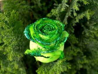 Rose Wallpaper Green HD
