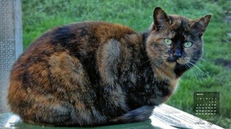 January Cat Wallpaper Georgia Tortie The Feral Life