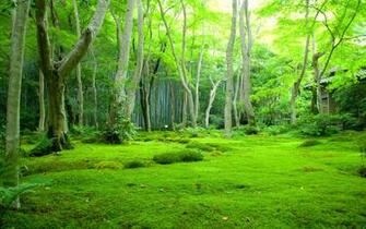 Flower Background Nature Landscape Peace Forest HD